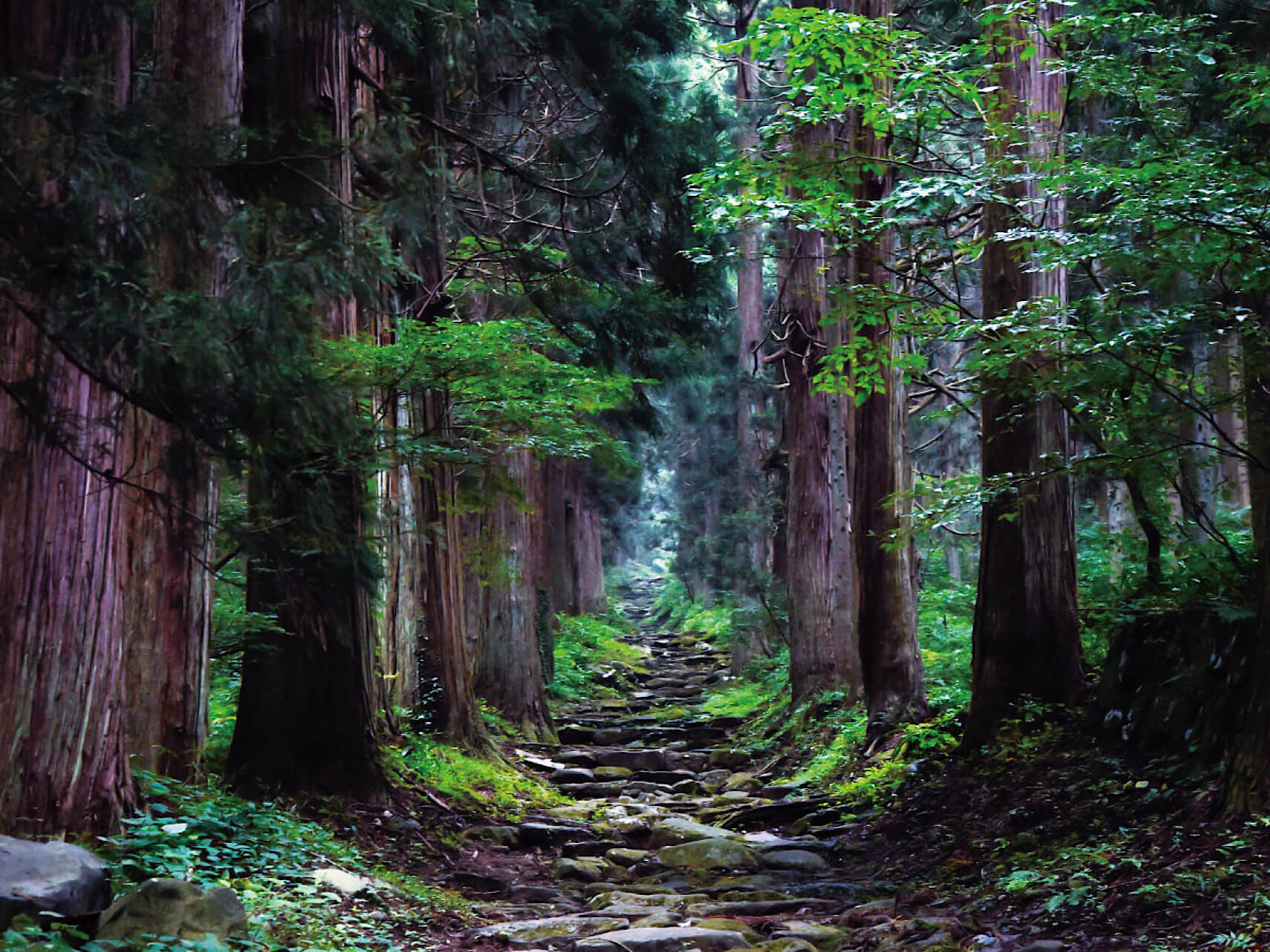 Kosuge Shrine Cedar Path