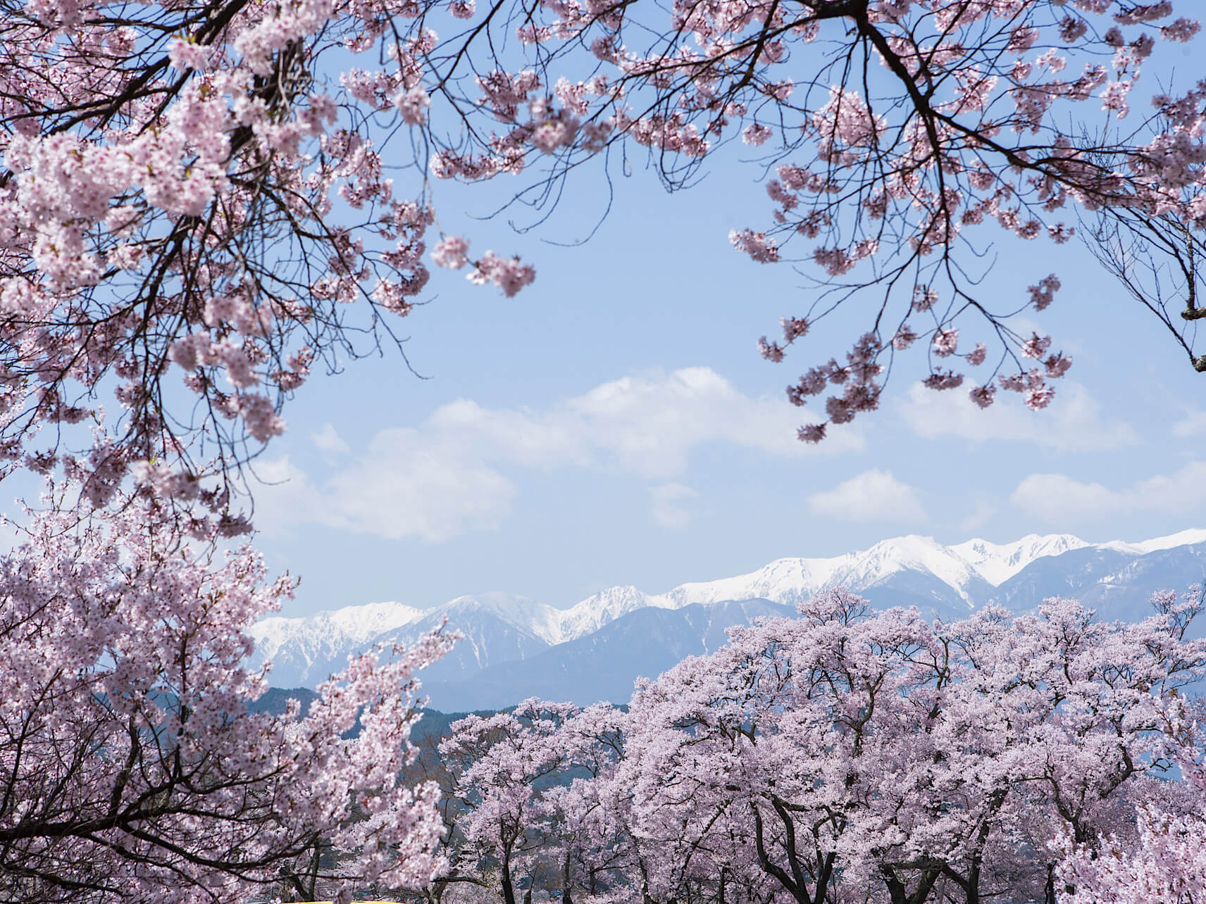 Northern Alps and cherry blossom